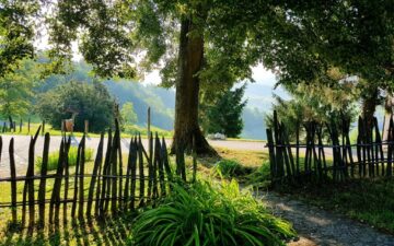 37562499_1606734299449587_6633619861035548672_n