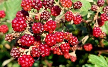 302172715_5127416717381310_1949659920162907001_n