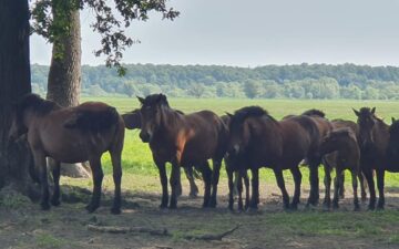 67440217_2177706882352323_4339893646053605376_n