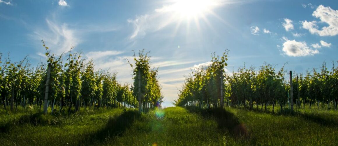 dominik-krzina-4iciaPr3eeI-unsplash